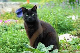 Domani 17 febbraio si celebra la giornata nazionale del gatto: Il Gatto Nero Affascinante E Forte Sicuro Di Se Passione In Verde