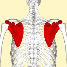Stiffness in the area of the shoulder blades usually reveals you are going in the wrong direction in. Scapula Wikipedia