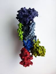 Check spelling or type a new query. Embl On Twitter The Na K Atpase Transports Sodium And Potassium Ions Across The Membrane Of All Animal Cells Poulnissen S Lab Dandrite Part Of Nordicembl Solved The Structure Of This Enzyme And Used This