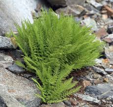 Image result for Athyrium
