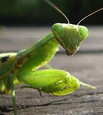 The term praying mantis may have originally referred to a specific species (mantis religiosa, the european mantis), but now the term praying mantid (and praying mantis) is used widely to refer to any of the large family of mantids. Praying Mantid Caresheet Amateur Entomologists Society Aes