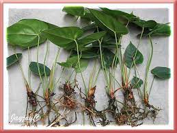 Gently separate the roots and shake the soil out of them. Step 4 A Total Of Seven Anthurium Plantlets Were Severed From 3 Stems Shot On March 18 2009 Anthurium Plant Anthurium Plant Cuttings