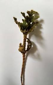 Image result for Selaginella imbricata