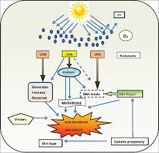 Here are 10 more facts about prostate cancer. Novel Medical Strategies Combating Nonmelanoma Skin Cancer Bhandari Pr Pai Vv Indian J Dermatol