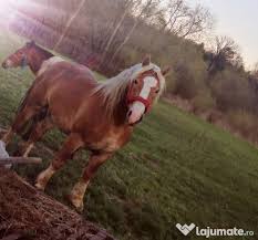 Localitatea baia mare ardusat arduzel ariesu de camp ariesu de padure arinis aspra asuaju de jos asuaju de sus baba baia sprie baile borsa baita baita de sub codru baiut bargau barsana basesti berbesti berchez berchezoaia berinta bicaz bistra blidari. ArmÄƒsar 3 Ani 2 200 Eur Lajumate Ro