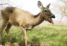 This Possibly May Be The Worst Disease Deer Will Encounter