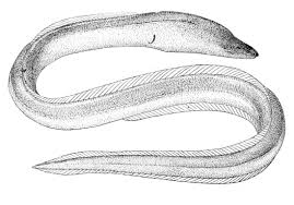 Freshwater Snake Eel Wikipedia There are more than 400 some species live in freshwater habitats such as streams and lakes and migrate to saltwater. freshwater snake eel wikipedia