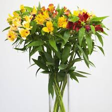 Free next day delivery flowers. Kernow Sunset Kernow Alstroemeria