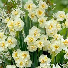 Sir Winston Churchill Narcissus Birth Month Flowers Beautiful Flowers Garden Daffodil Bulbs