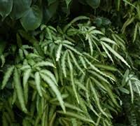 Image result for Pteris buchananii
