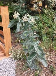 Image result for Acacia eriocarpa