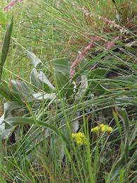 Image result for Melinis ambigua