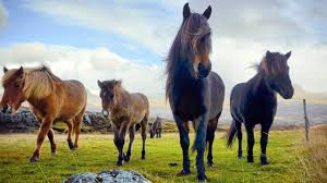 We did not find results for: 1 Hour Of Amazing Horses From Around The World Best Relax Music Meditation Stress Relief Calm Youtube