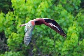 Image result for Ibis White 2014 AQ