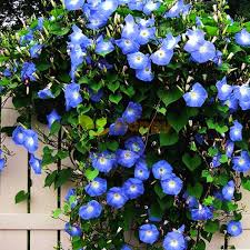 Image result for Ipomoea tricolor