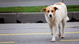 Lost Dog Behavior | Kat Albrecht - Missing Animal Response Network