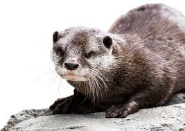 With a total body length of 730 to 960 mm (28.6 to 37.6 in), it is the smallest otter species in the world. Asian Small Clawed Otter National Zoo Aquarium