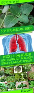 Here Are The Top 15 Herbal Remedies That Can Boost Lung Health Naturally Lungs Health Health Heal Herbalism
