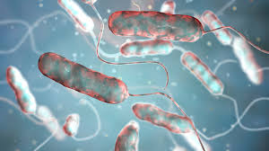 Image result for Legionella