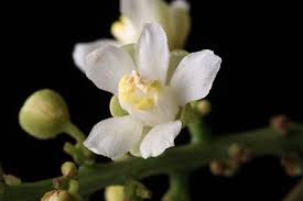 Image result for Paullinia bipinnata