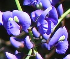 Image result for Hardenbergia comptoniana