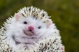 We did not find results for: How Much Are Hedgehogs A Full Cost Price Breakdown