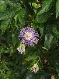 Image result for Viridivia suberosa