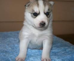 The current median price for all siberian huskies sold is $850.00. Siberian Husky Pets And Animals For Sale Colorado