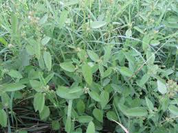 Image result for Sida spinosa