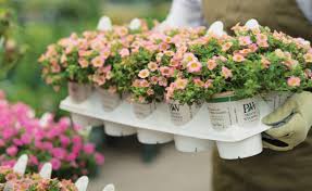 Image result for Summerhayesia