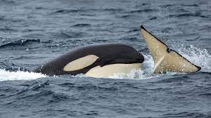 Transient (Bigg's) Killer Whale | Monterey Bay Whale Watch