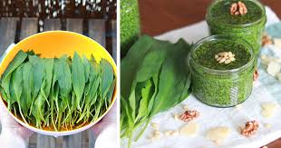 For more information and source, see on this link : Pesto Z Medvedieho Cesnaku Recept Na Zdrave Domace Pesto