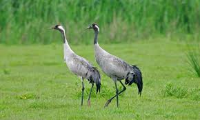 Cranes roost park is at the heart of uptown altamonte surrounding cranes roost lake. Return Of The Cranes Hits A Record High Daily Mail Online