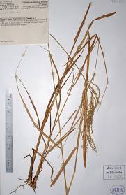 Image result for Arundinella nepalensis