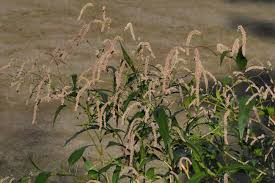 Image result for Persicaria decipiens