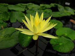 Image result for Nymphaea cf. mexicana