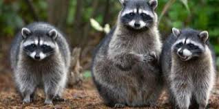 It usually happens that you might have unwanted visitors in your home, office, and other places that get affected by those little creepy crawlers. Raccoon Infestation Interstate Pest Management Vancouver Wa