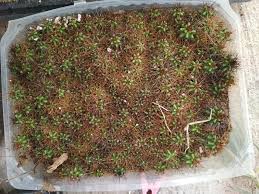 Image result for Triceratorhynchus viridiflorus