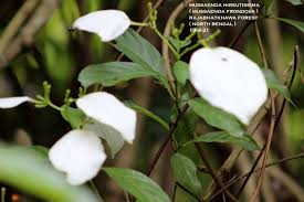 Image result for Mussaenda rivularis