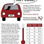 don t leave your animals in your car pet care tips pet hacks animals