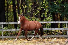 Image result for oldest horse in the world
