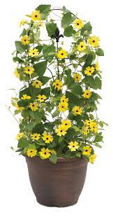 Lemon A Peel Black Eyed Susan Vine Thunbergia Alata Proven Winners Black Eyed Susan Vine Black Eyed Susan Flowering Vines