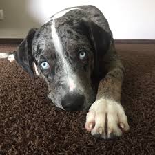 Pin By Thatonegirl On Dogs Catahoula Leopard Dog Catahoula Leopard Dog
