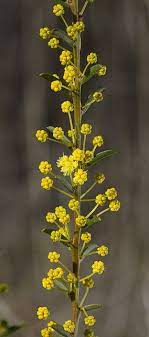 The Calm Before The Storm Beautiful Flowers Pictures Unusual Flowers Amazing Flowers