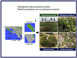 Image result for Halopyrum mucronatum