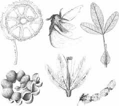 Image result for Indigofera fuscobarbata