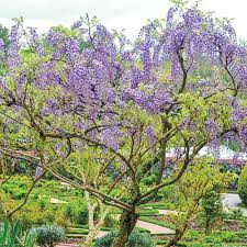 Spring Hill Nurseries Blue Wisteria Tree Live Bare Root Plant With Blue Flowering Tree Form Shrub 1 Pack 13344 The Home Depot Wisteria Tree Flowering Trees Blue Flowering Shrubs