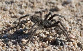 Image result for Tarantula Bite