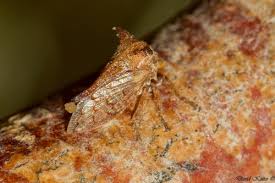 Image result for Oxyrhachis