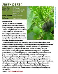 That he planted his first fruit. Jarak Pagar Wannura